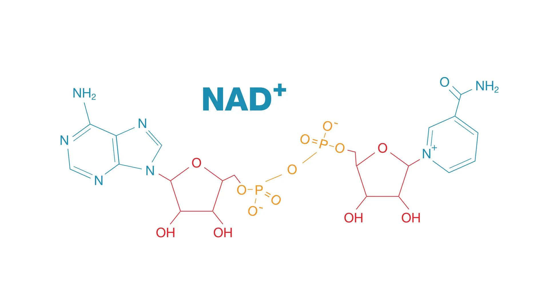 What is NAD+? The Complete Beginner’s Guide