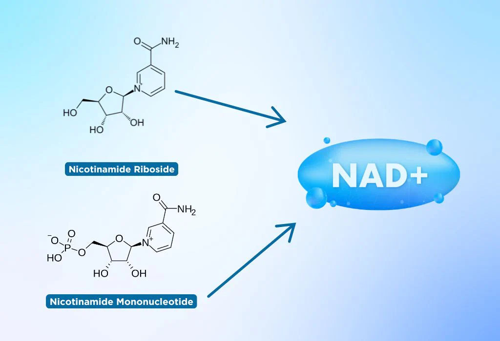 NAD+ vs NMN vs NR: What’s the Difference?